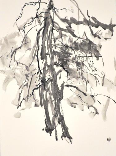 FM-L'ARBRE MONDE 10-graphite aquarellable sur Rives BFK- 56X76-2020