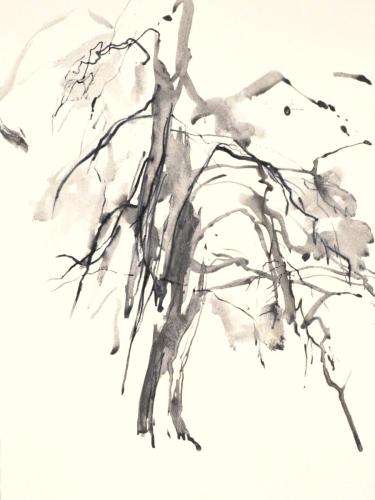 FM-L'ARBRE MONDE 9-graphite aquarellable sur Rives BFK- 56X76-2020